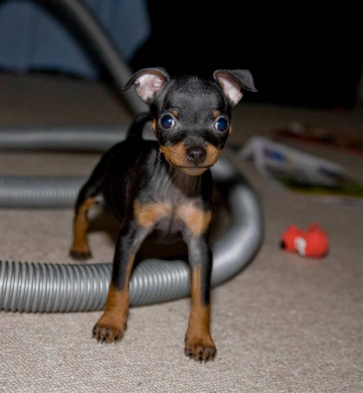 Dvaergpinscher Rødkilles Daisy billede 3