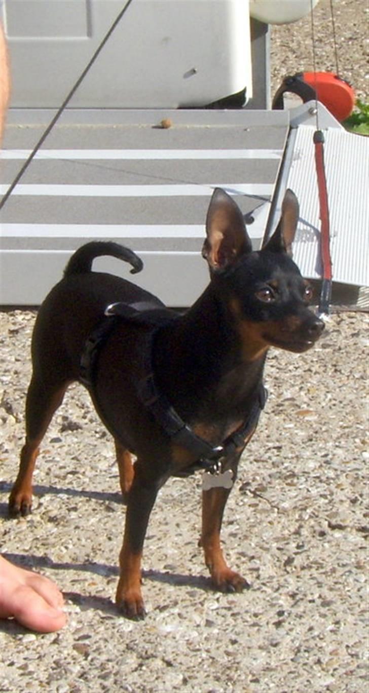 Dvaergpinscher Rødkilles Daisy billede 5