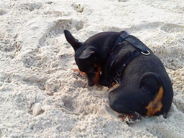 Dvaergpinscher Rødkilles Daisy billede 6