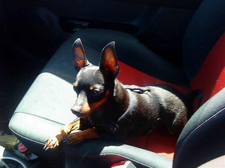 Dvaergpinscher Rødkilles Daisy billede 7