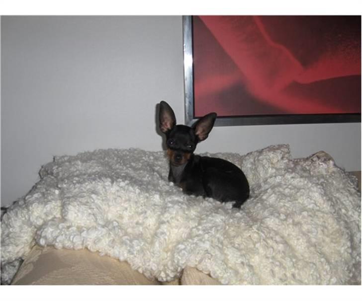 Prazsky krysarik Mickey billede 12