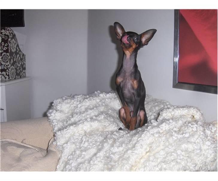 Prazsky krysarik Mickey billede 13