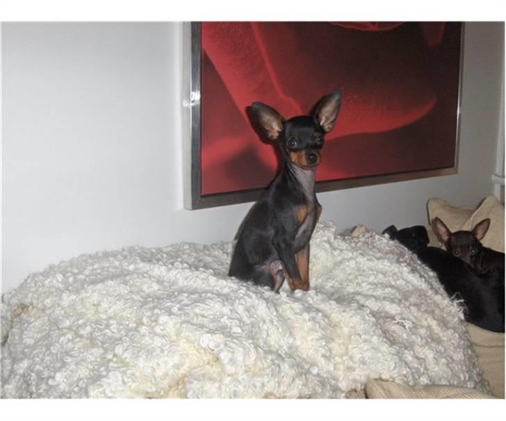 Prazsky krysarik Mickey billede 14