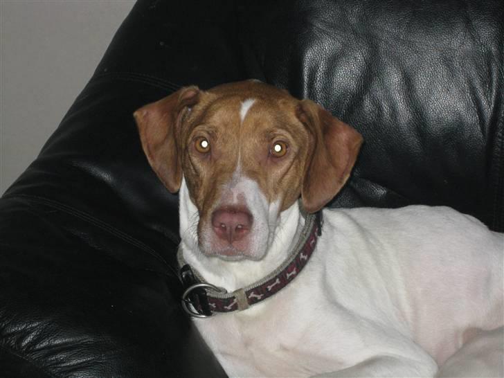 Blanding af racer (Jagthund/collie) Amy billede 1