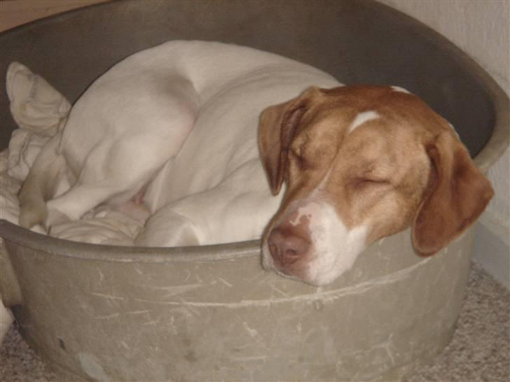 Blanding af racer (Jagthund/collie) Amy billede 2