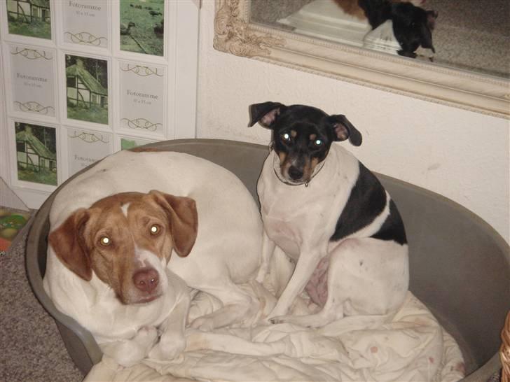 Blanding af racer (Jagthund/collie) Amy billede 3