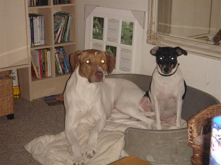 Blanding af racer (Jagthund/collie) Amy - Amy med sin ven Bella billede 4