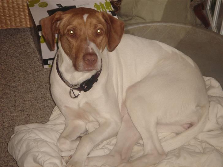 Blanding af racer (Jagthund/collie) Amy billede 5