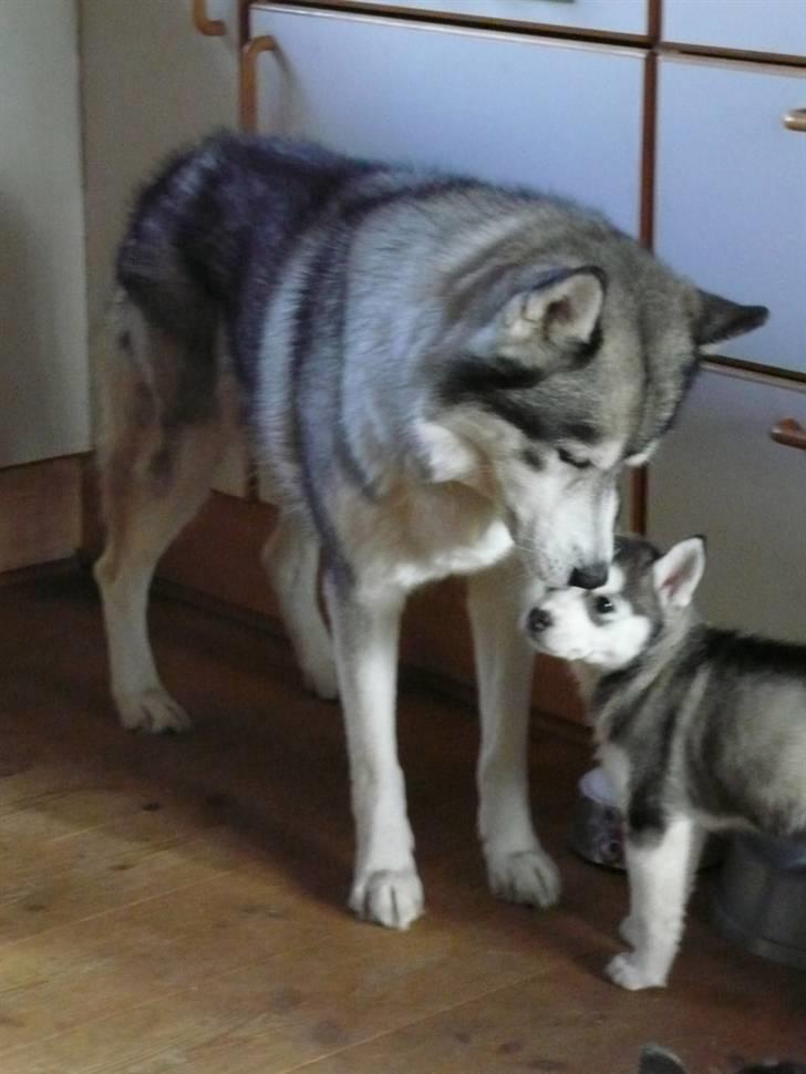 Siberian husky Shilah billede 3