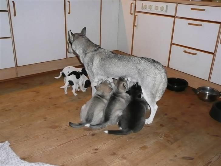 Siberian husky Shilah billede 4