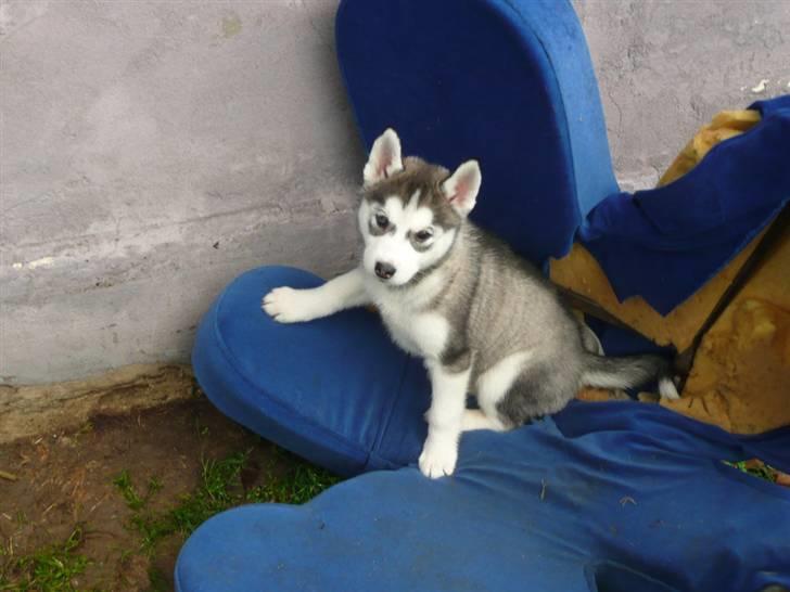 Siberian husky Shilah billede 5