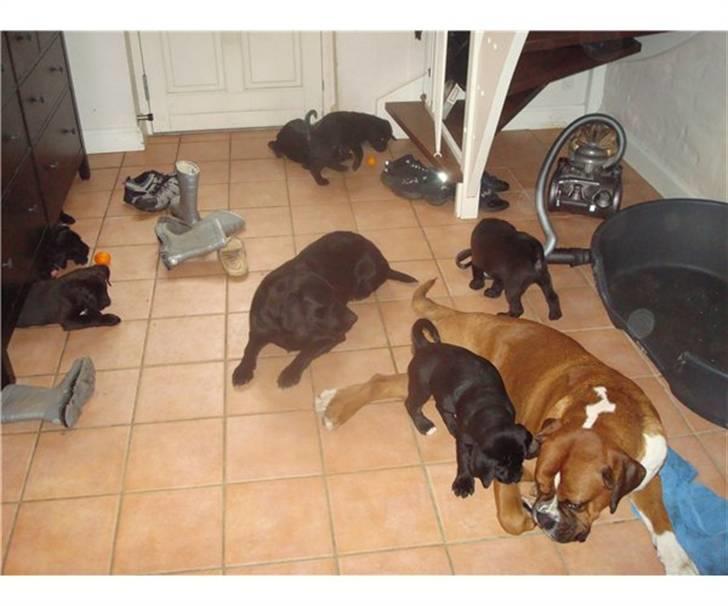 Blanding af racer Jack - Jacks familie billede 2