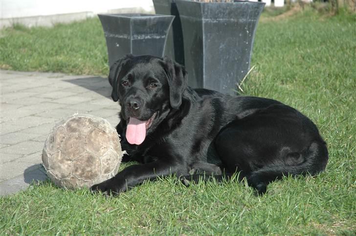 Blanding af racer Simba - 6 måneder og 29 kilo ;O) billede 2