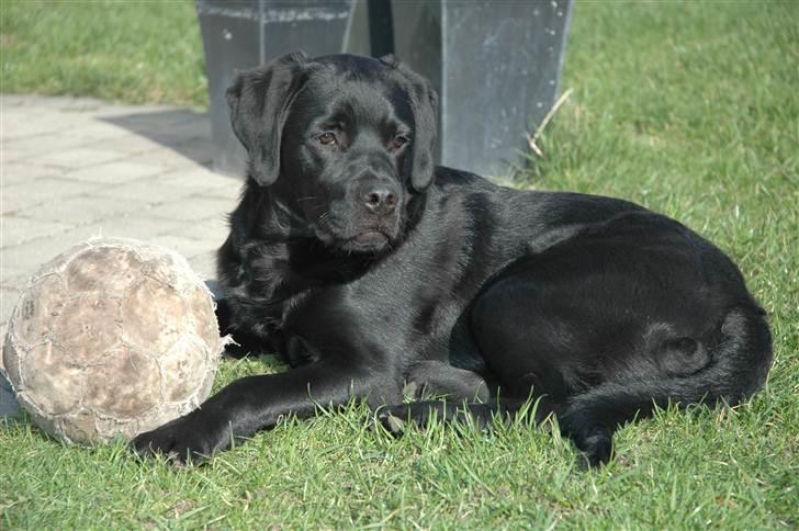 Blanding af racer Simba - 6 måneder  billede 3