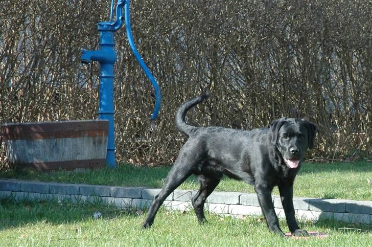 Blanding af racer Simba - 6 måneder  billede 4