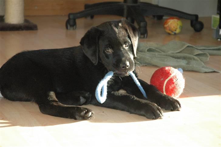 Blanding af racer Simba - 9 Uger billede 5