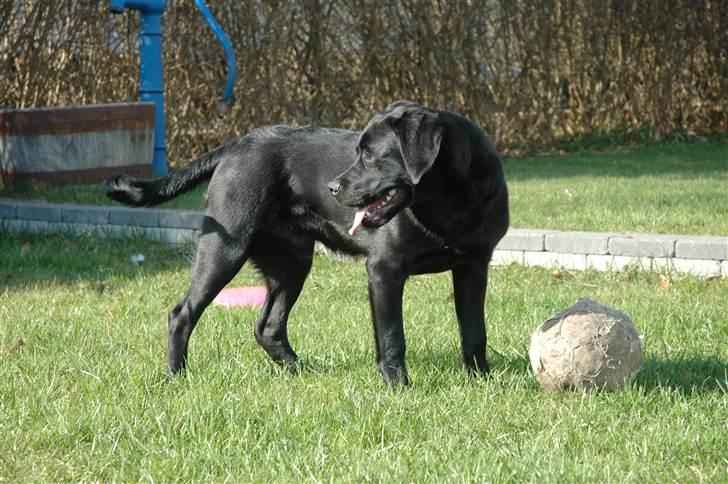 Blanding af racer Simba - 6 måneder  billede 6