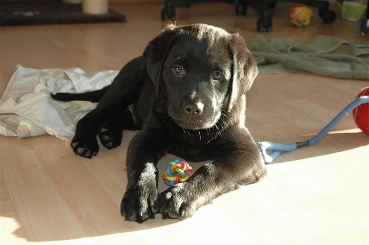 Blanding af racer Simba - 9 Uger billede 7