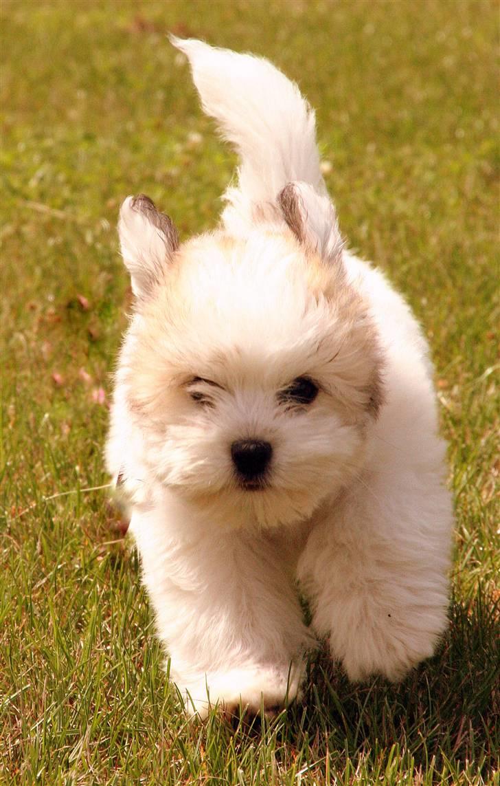 Coton de tulear Godts Coton Ziga billede 2