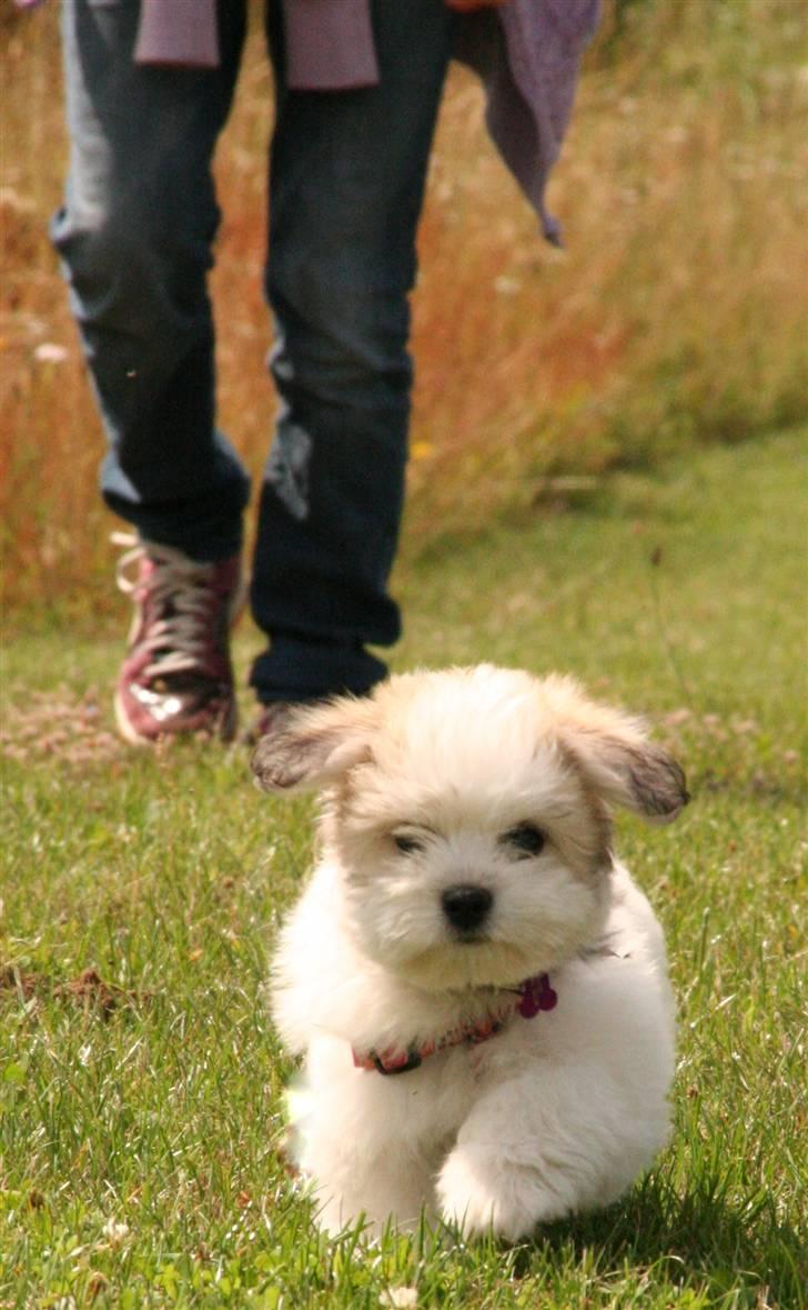 Coton de tulear Godts Coton Ziga billede 3