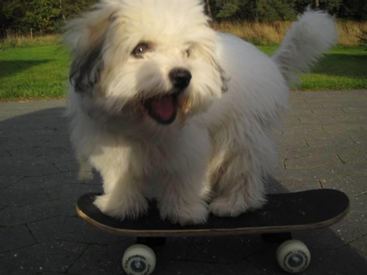 Coton de tulear Godts Coton Ziga billede 1