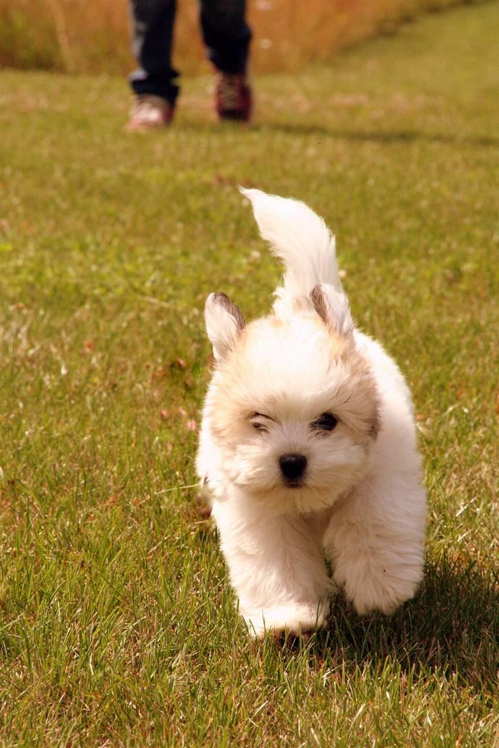 Coton de tulear Godts Coton Ziga billede 5