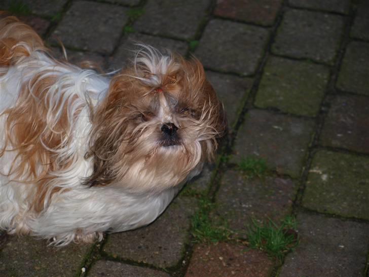 Shih tzu HappyLady Vom Drachenberg billede 19