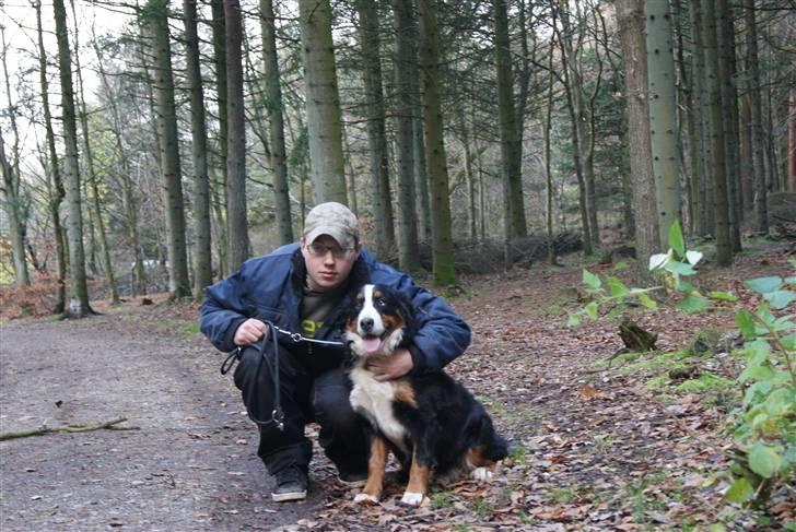 Berner sennenhund Bertha - mig og min far han synes jeg er søød synes i det? billede 18