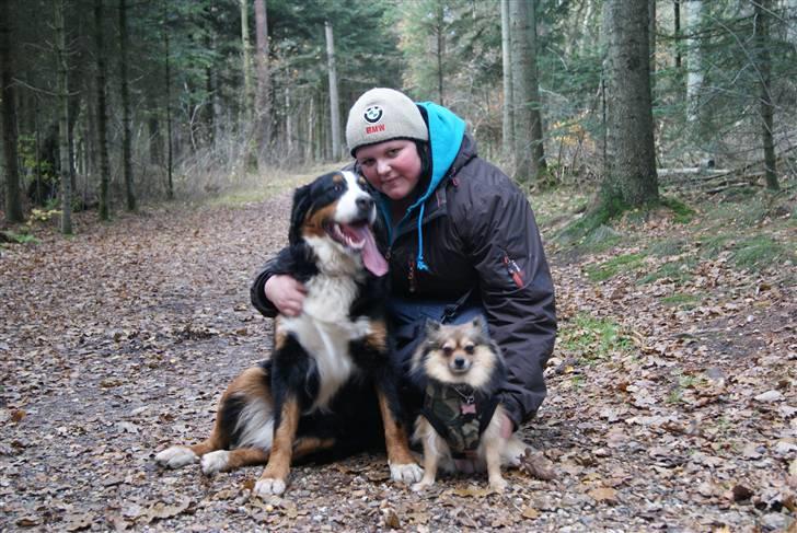 Berner sennenhund Bertha - Amy ville absolut være med på billedet hun tror mor elsker hende mere end mig men hun drømmer bar :):) billede 20