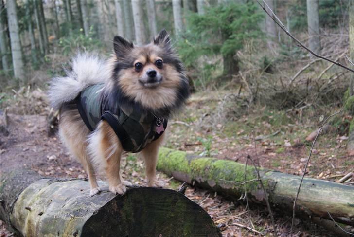 Pomeranian Amy billede 20