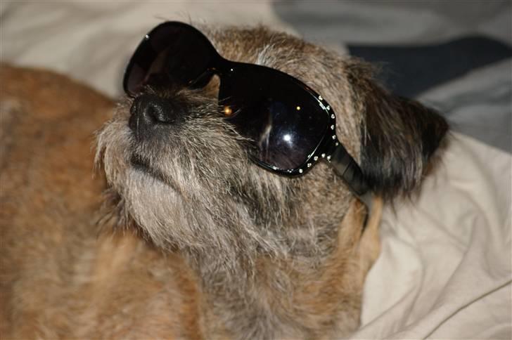 Border terrier Konghans<3 den bedste<3 - du er så sej lille kingo<3  billede 1