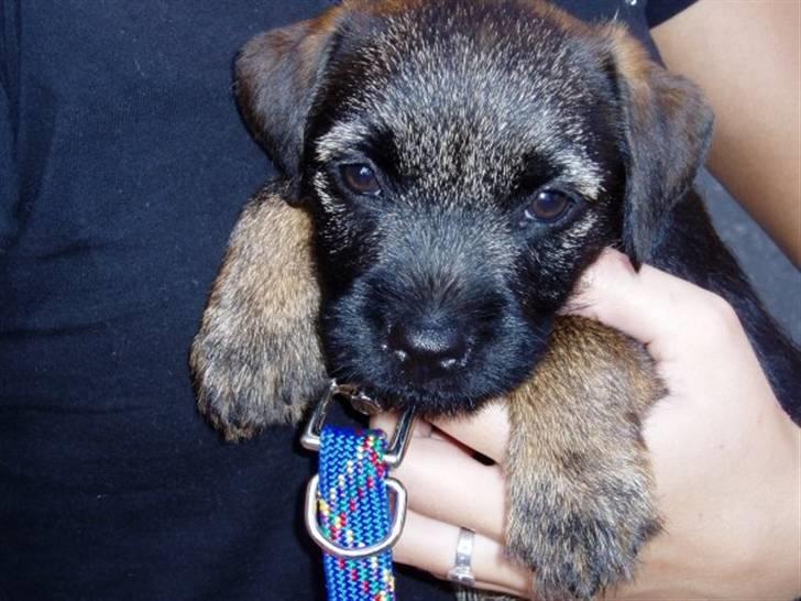 Border terrier Konghans<3 den bedste<3 - som baby<3 billede 3