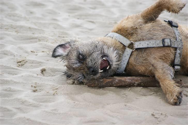 Border terrier Konghans<3 den bedste<3 - smukke<3  billede 4