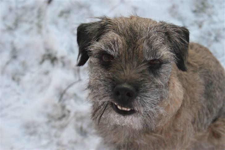 Border terrier Konghans<3 den bedste<3 - "kom så tøser?"  billede 5