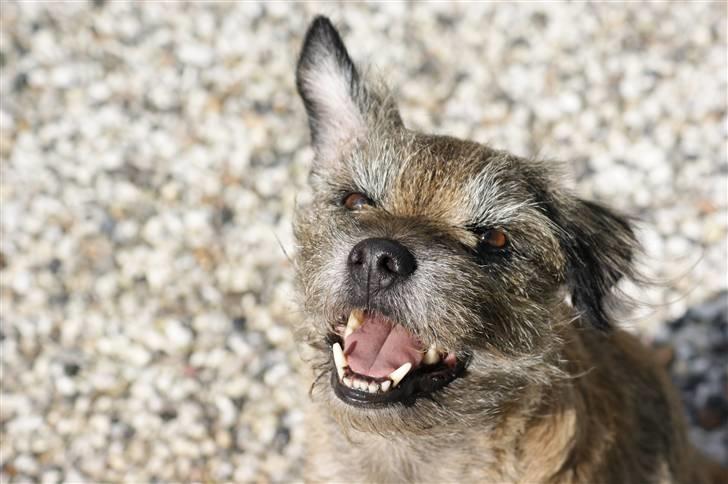 Border terrier Konghans<3 den bedste<3 billede 6