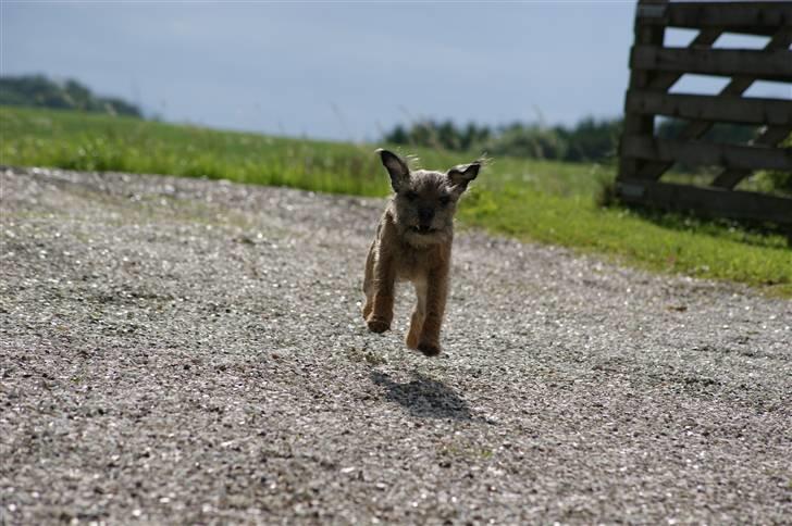 Border terrier Konghans<3 den bedste<3 - du er så sød<3  billede 7