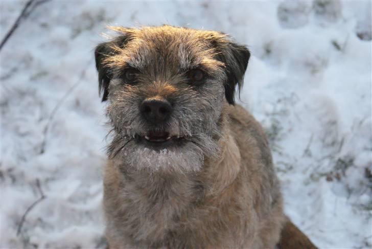 Border terrier Konghans<3 den bedste<3 - på stranden<3  billede 8