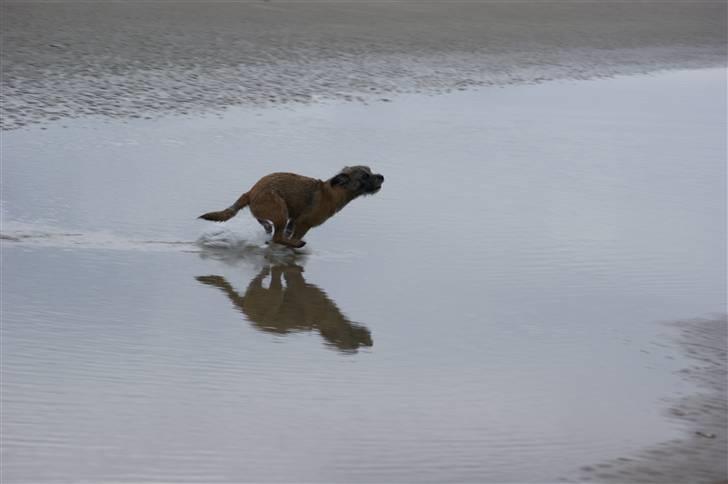 Border terrier Konghans<3 den bedste<3 billede 9