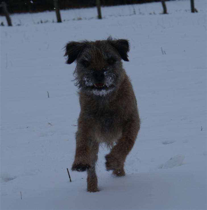Border terrier Konghans<3 den bedste<3 billede 10