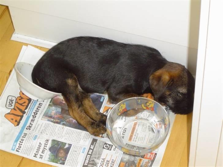 Border terrier Konghans<3 den bedste<3 - konghans er faldet i søvn med røven i madskålen<3  billede 11