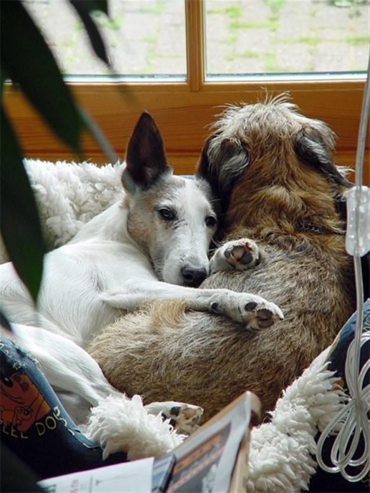 Border terrier Konghans<3 den bedste<3 - ser rigtig hyggeligt ud<3  billede 12