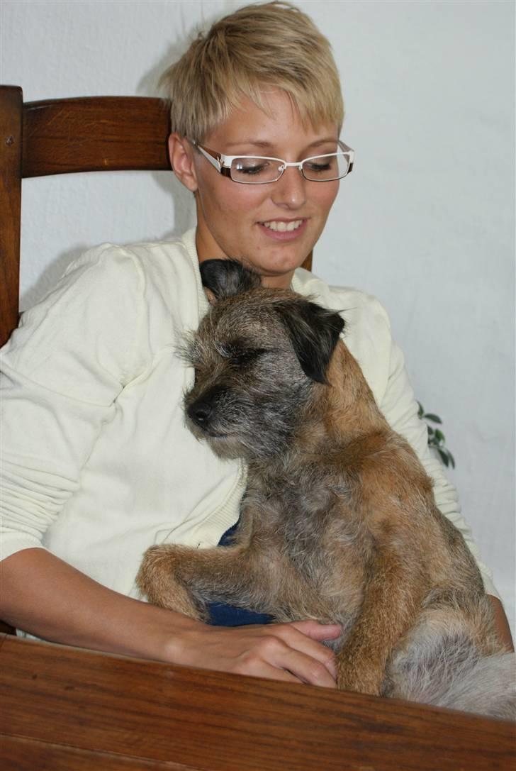 Border terrier Konghans<3 den bedste<3 - konghans tager sig lige en slapper ved min storsøster<3  billede 13