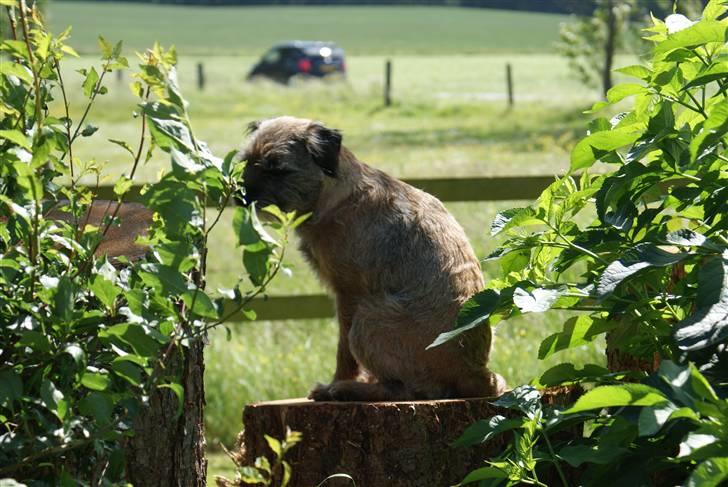 Border terrier Konghans<3 den bedste<3 - der er jo en grund til at han hedder konghans<3  billede 14