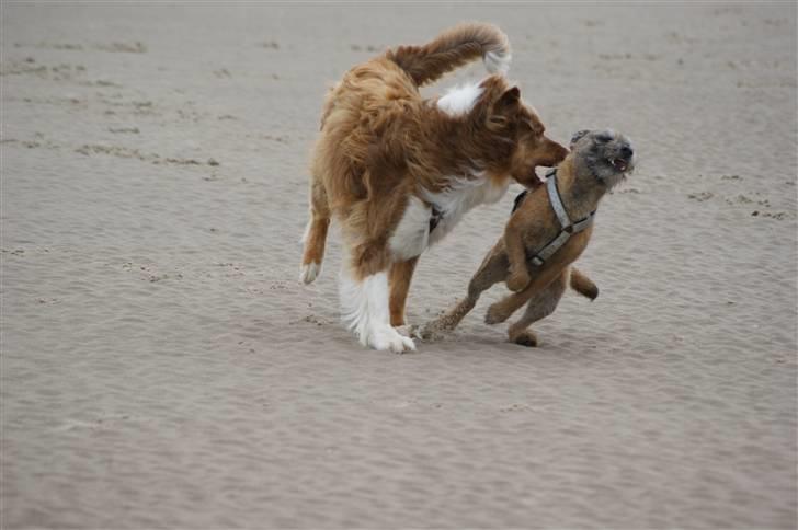 Border terrier Konghans<3 den bedste<3 - der bliver sovet<3  billede 15