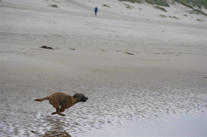 Border terrier Konghans<3 den bedste<3 billede 16