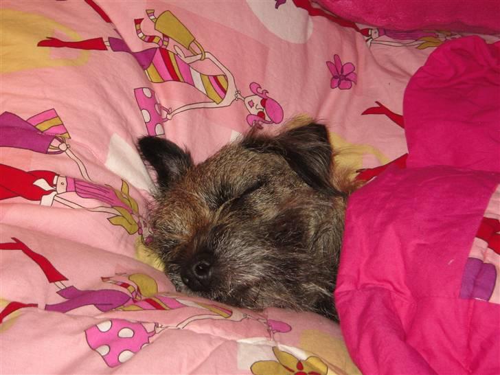 Border terrier Konghans<3 den bedste<3 billede 17