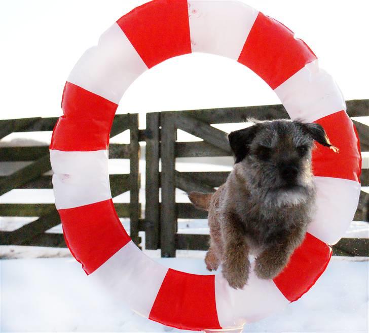 Border terrier Konghans<3 den bedste<3 - det er ikke overanstrængelse der spiller ind<3  billede 18