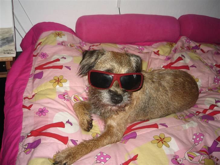 Border terrier Konghans<3 den bedste<3 - man er ikke konge for ingen ting<3  billede 19