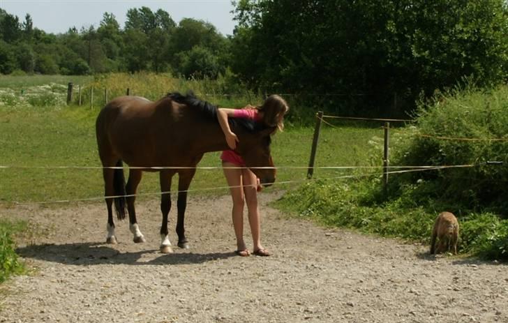 Border terrier Konghans<3 den bedste<3 - mine to aller bedste venner konghans og chagall<3  billede 20