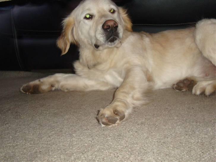 Golden retriever Laika billede 8